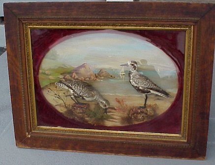 glass paintings of birds. glass, background painting