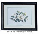 C.A. High Southern Magnolia Botanical Art