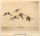 Leon Danchin Ducks in Flight Art