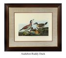 Audubon Ruddy Duck