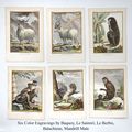 Six Color Engravings by Baquoy, Le Saimiri, Le Berbis, Balachiene and Mandrill Male
