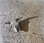 Click for larger picture