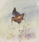 Click for larger picture