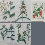 Click for larger picture