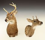 Click for larger picture