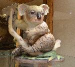 Click for larger picture