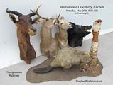 Taxidermy