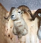 Click for larger picture